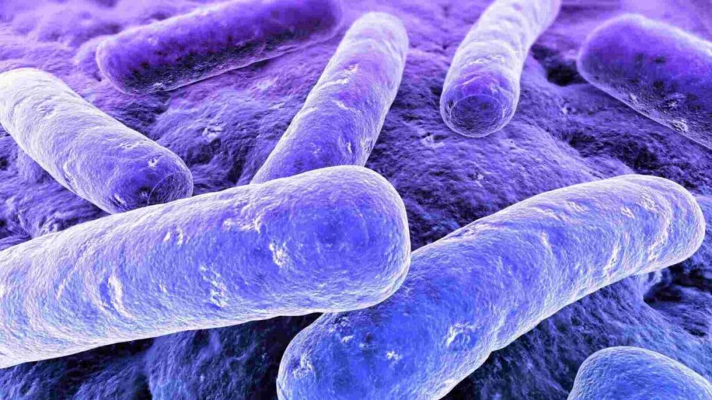 Microbiote intestinal et surpoids: un lien qu'on ne peut plus ignorer