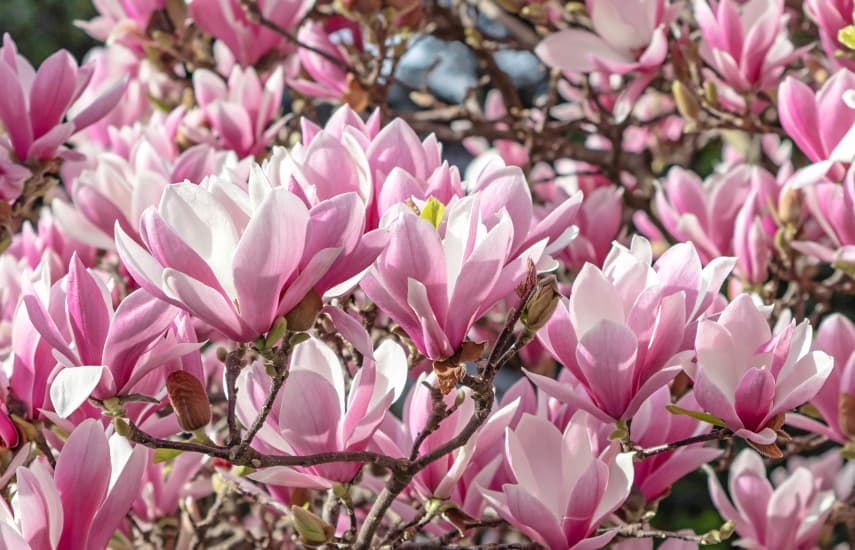 magnolia